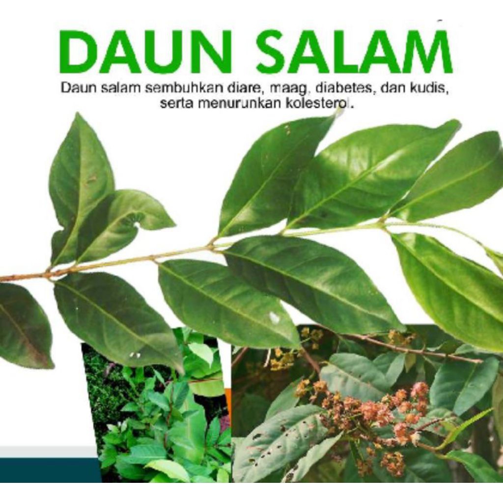 

Daun Salam Segar Per 50 Lembar Helai Daun Salam Per 50 Lembar Hijau Daun Salam Per 50Lbr Kuning Daun Salam Kering Per 50 Lbr