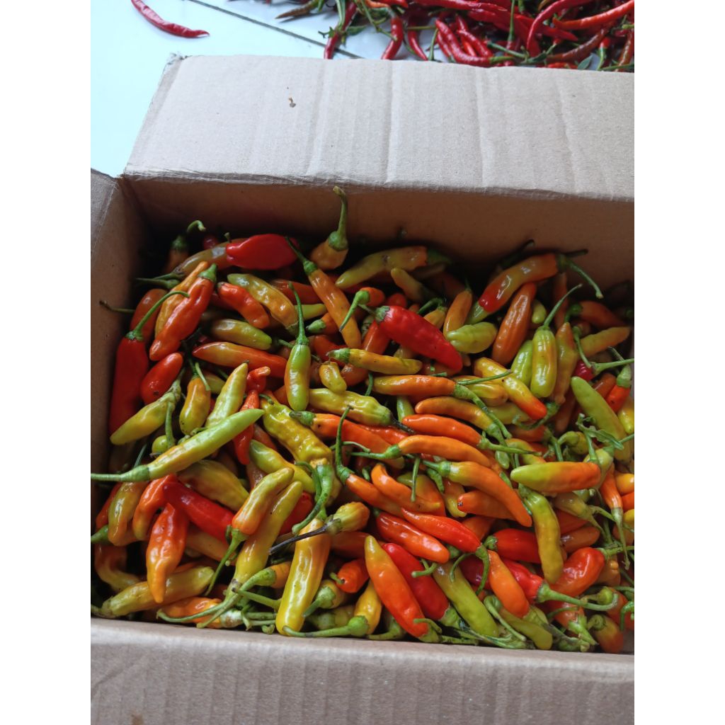 

cabe rawit merah ori langsung dari petani masih fresh