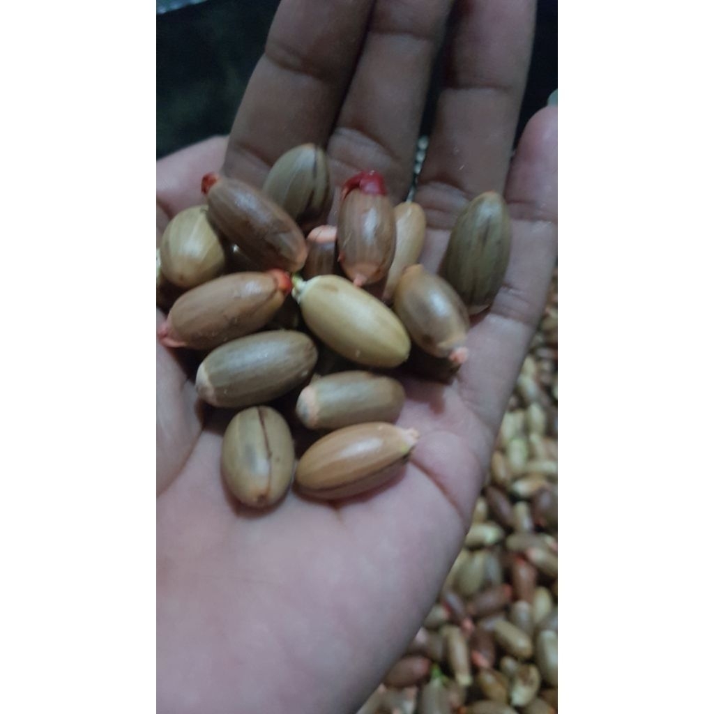 

Mlinjo segar 1kg kupas