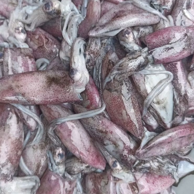 

INSTAN KOTA JAMBI Cumi Segar 250gr