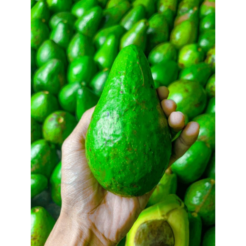 

Alpukat Mentega Reguler Fresh 1kg Isi 3-5 Bergaransi