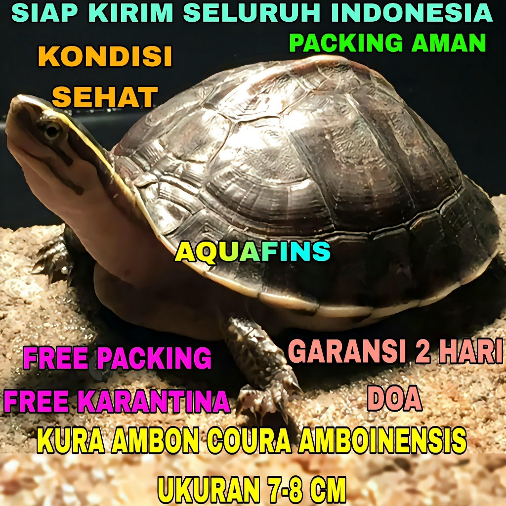 HIASAN KURA AMBON MINI COURA AMBOINENSIS BATOK HITAM SHINY UKURAN 7-8 CM