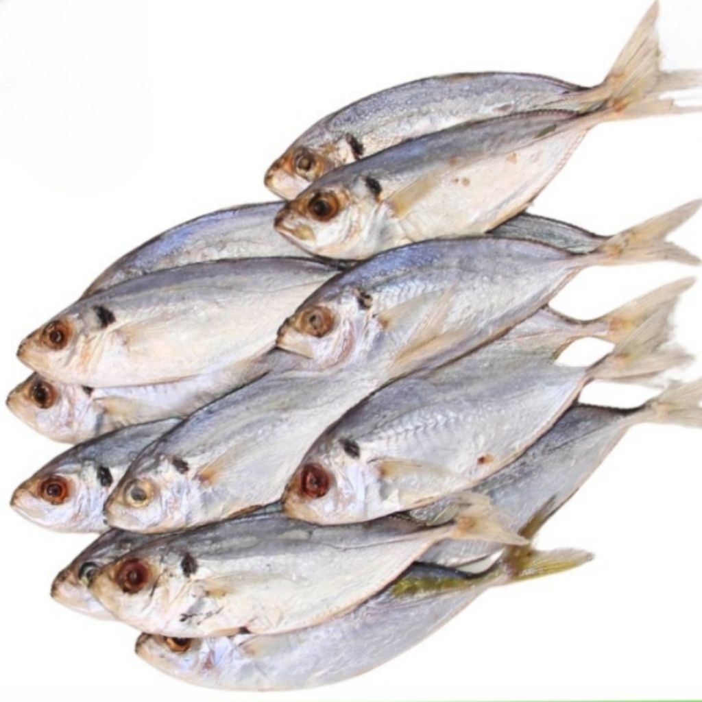 

Kode J. Ikan Selar Beku Frozen 1 kg