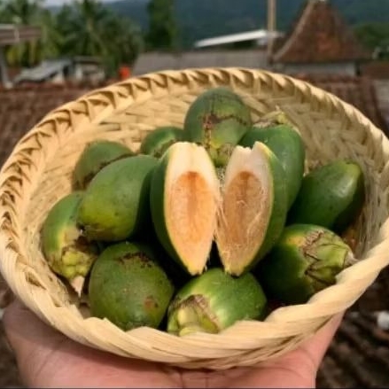 

Buah Pinang Muda | Buah Jambe Segar 500 Gram Isi 10 - 20 Biji