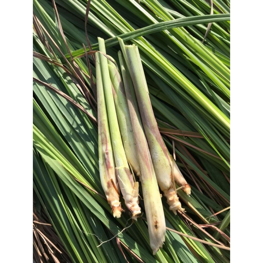 

Sereh Wangi buat Obat Herbal