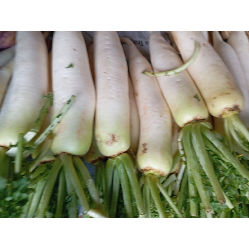 

SAYUR LOBAK DAIKON LUBAK PUTIH SEGAR