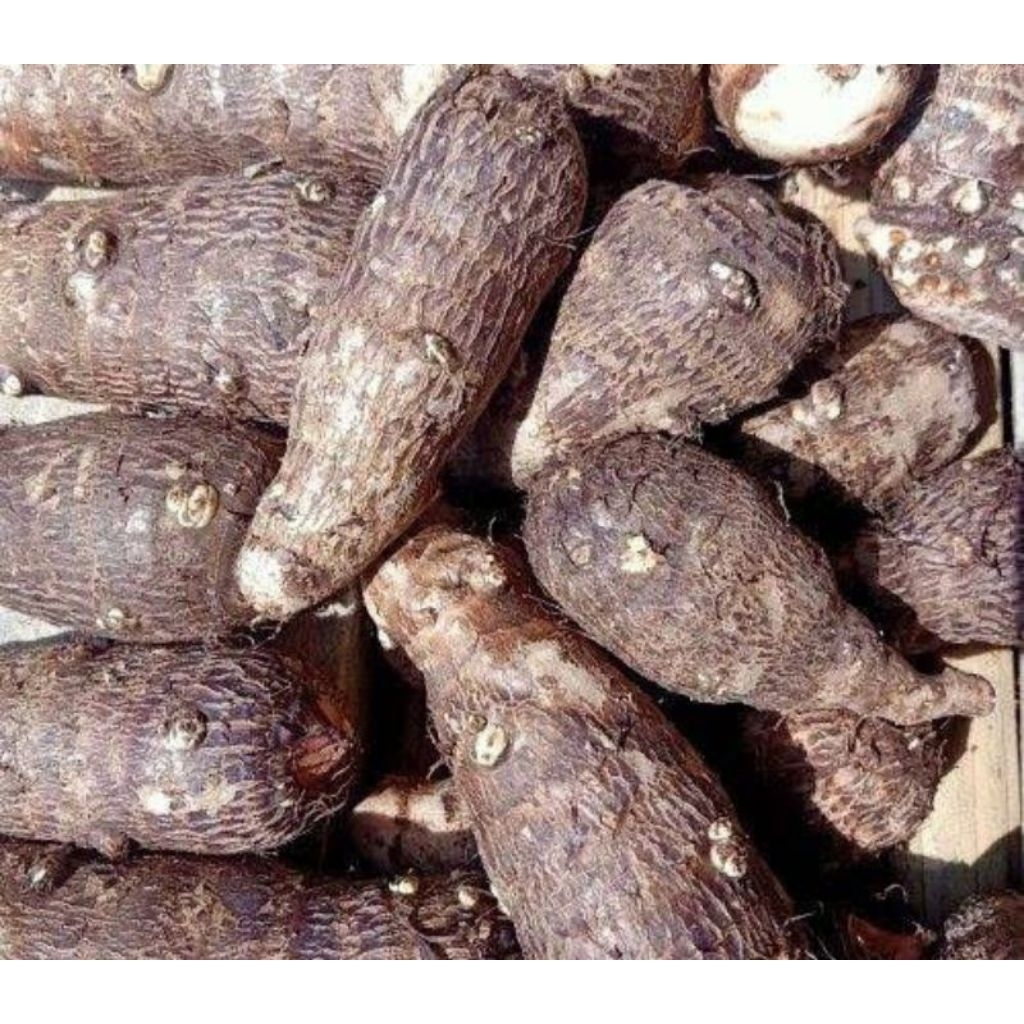 

Umbi Ubi talas hitam segar tua 1kg