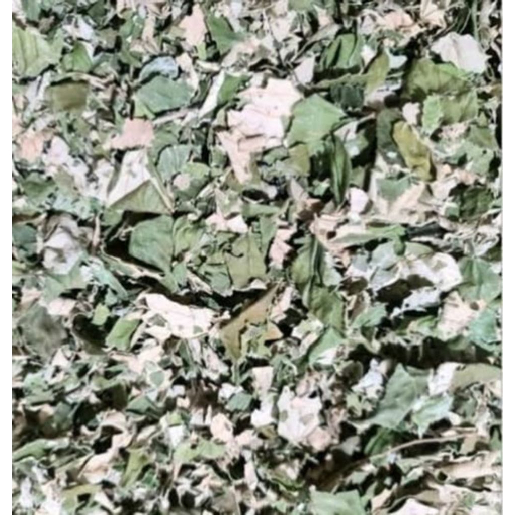 

Daun Bidara Arab Kering Asli Kualitas Premium