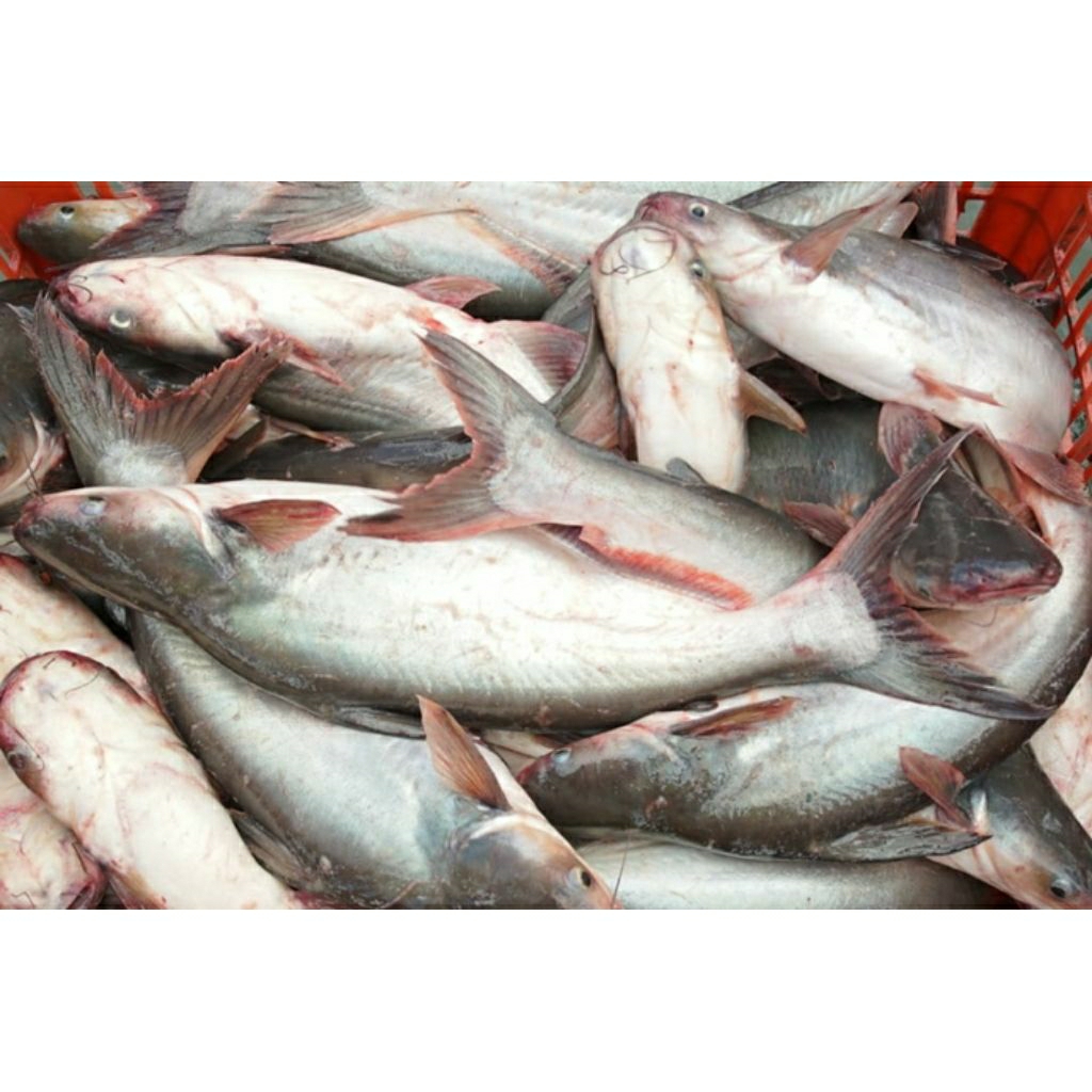 

INSTAN Ikan patin 500g by pasar Tasik online