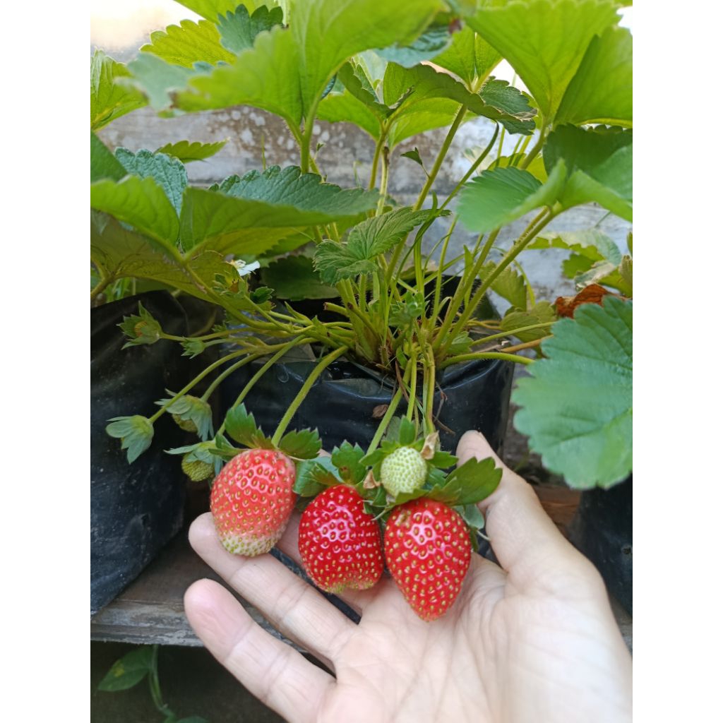 

tanaman buah stroberi
