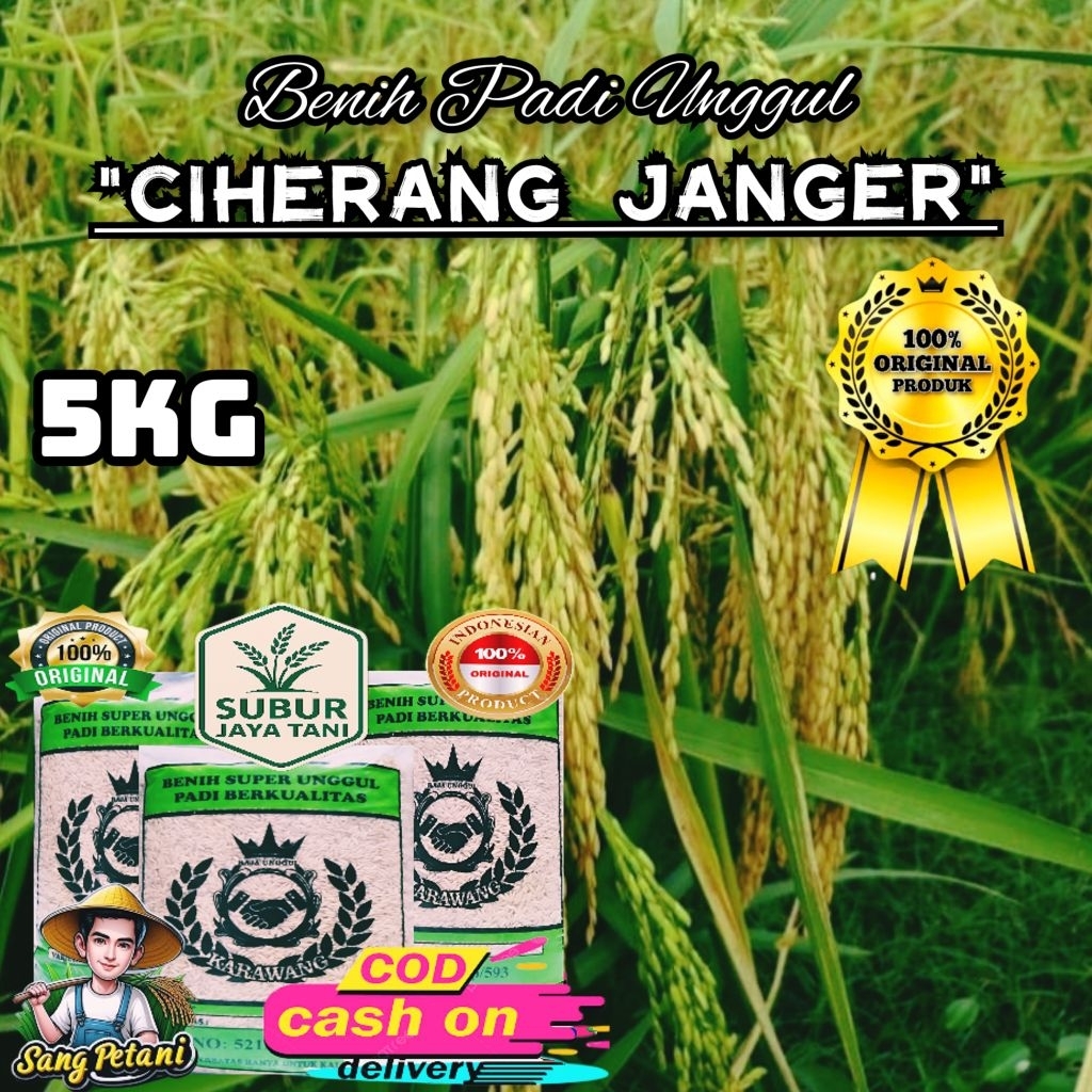 (5KG) Rice Seeds CIHERANG JANGER Bibit/Benih padi super unggul kualitas premium