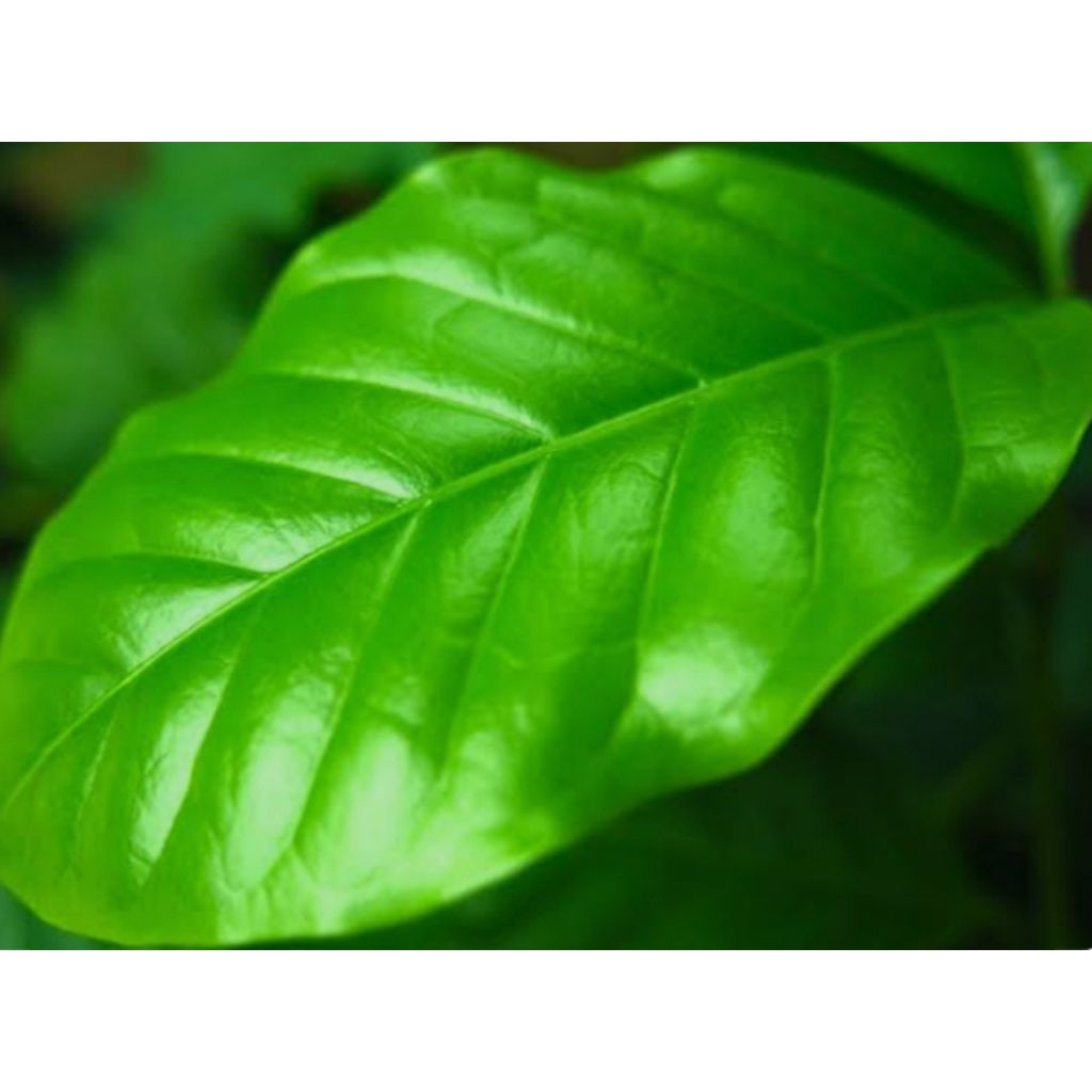 

DAUN KOPI TERBAIK 30 PCS,. KUWALITAS TERBAIK BARU PETIK