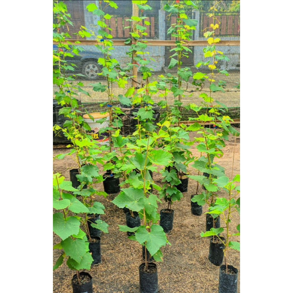 Bibit Anggur Ilaria Rs Iac572