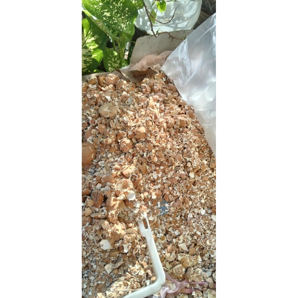 Cangkang Kulit Telur Ayam 1kg