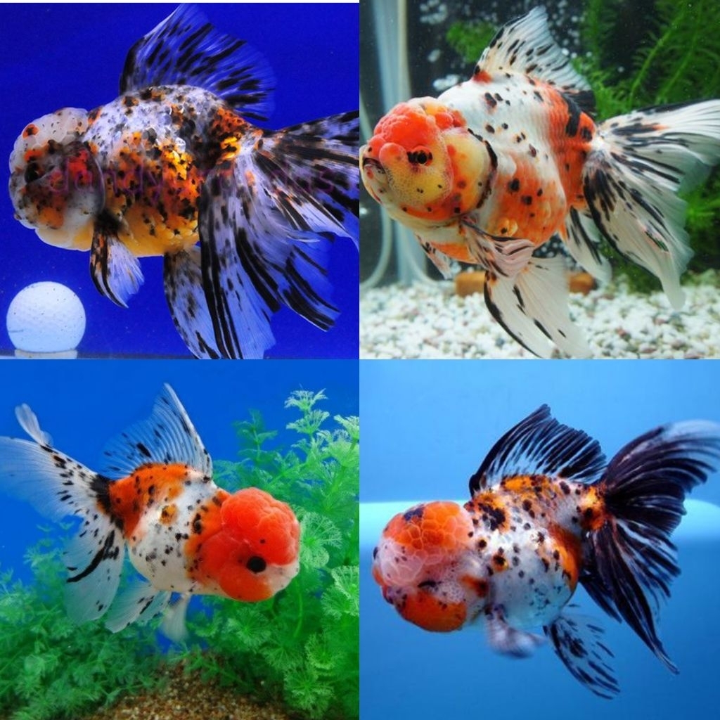 [Chan Aquatic] Ikan Hias Koki Oranda Calico Size M Oranda Goldfish Hiasan Aquarium