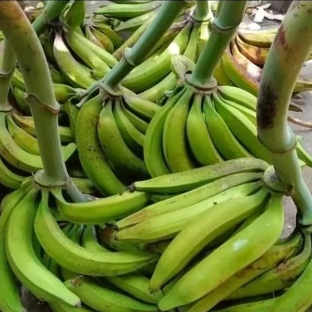 

pisang tanduk muria