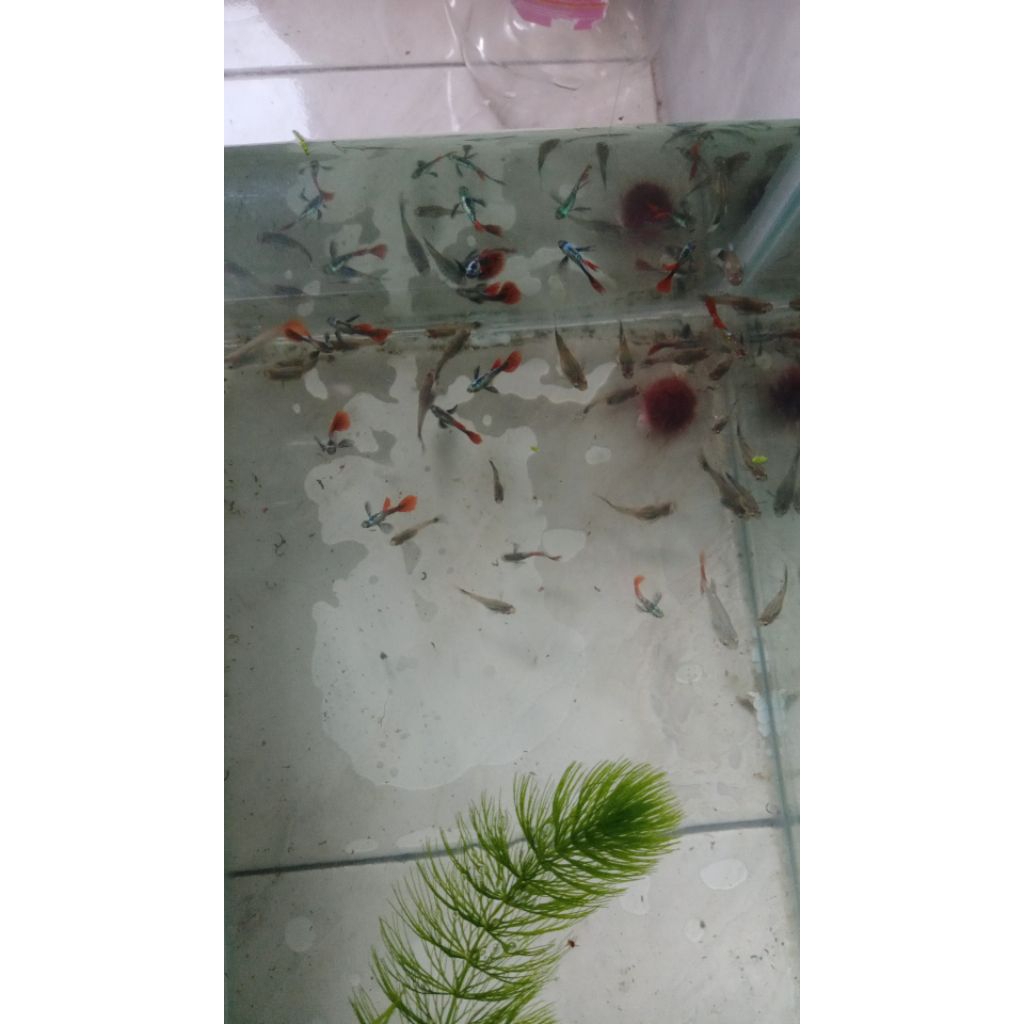 Guppy PRTDE