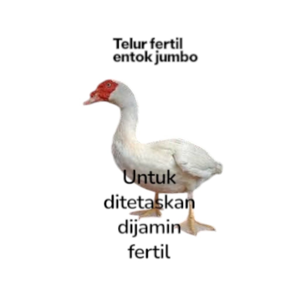 (PRODUK TERLARIS) entok jumbo Telur,fertil,entok,jumbo,leher,panjang,untuk,ditetaskan