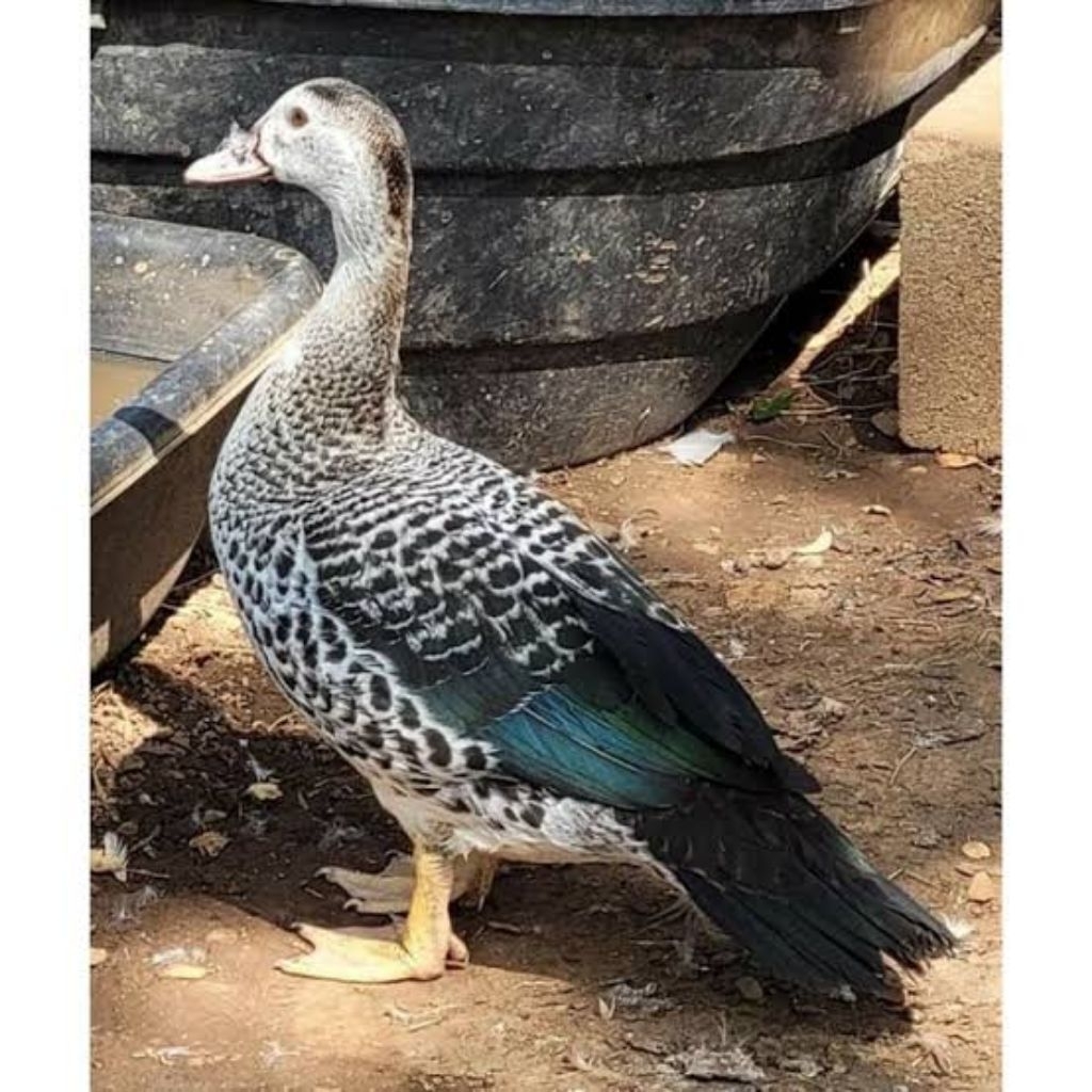 Telor,fertil,entok jali,untuk,ditetaskan