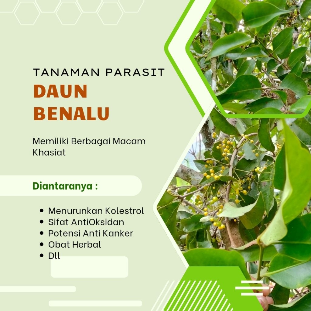 

Tanaman Herbal Daun Benalu/Parasit Pohon Buah Lengkeng Hijau Segar Dadakan