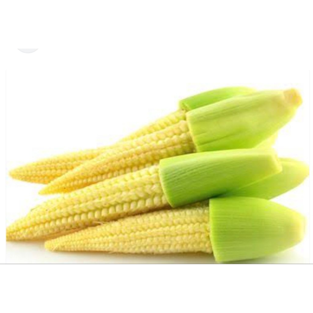 

Beby jagung 1 ikat bppn