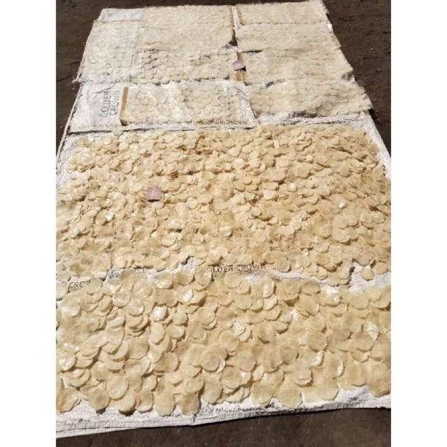 

emping melinjo mentah/ 1 biji melinjo ful kering / emping melinjo ful kering