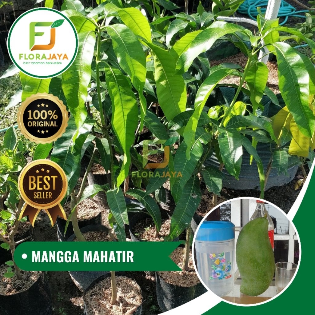 BIBIT MANGGA MAHATIR OKULASI