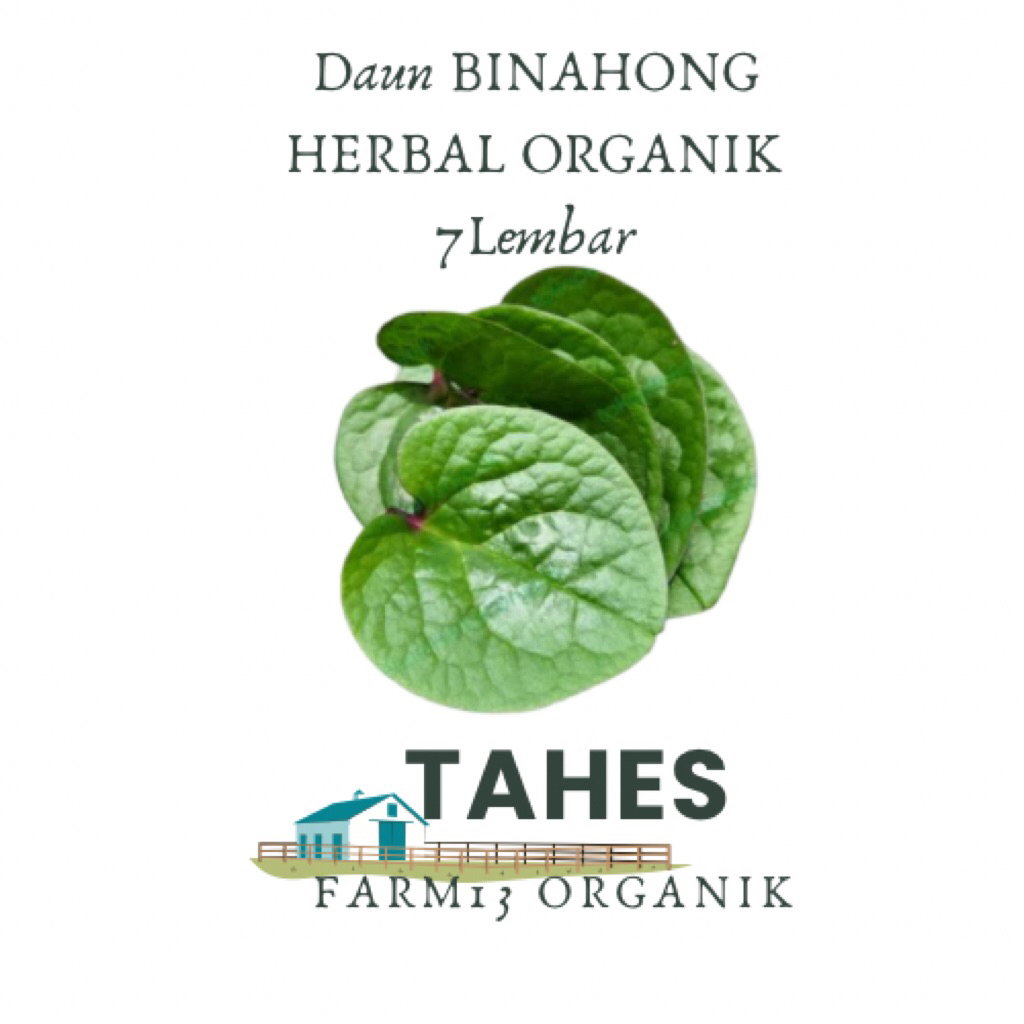 

Daun Binahong Fresh Organik Tanpa Pupuk Kimia