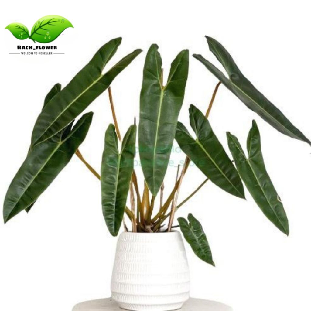 Philodendron Billietiae - tanaman hias philodendron kabel busi - philo kabel busi