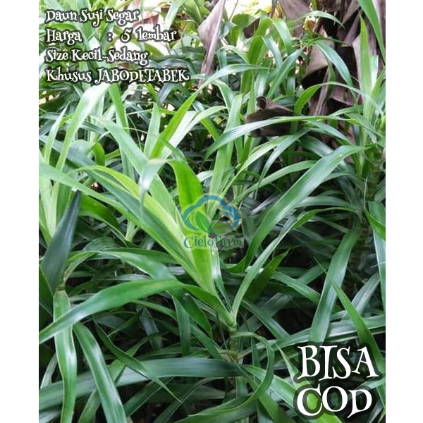 

Daun Suji Segar 5 Lembar Pewarna Makanan Alami