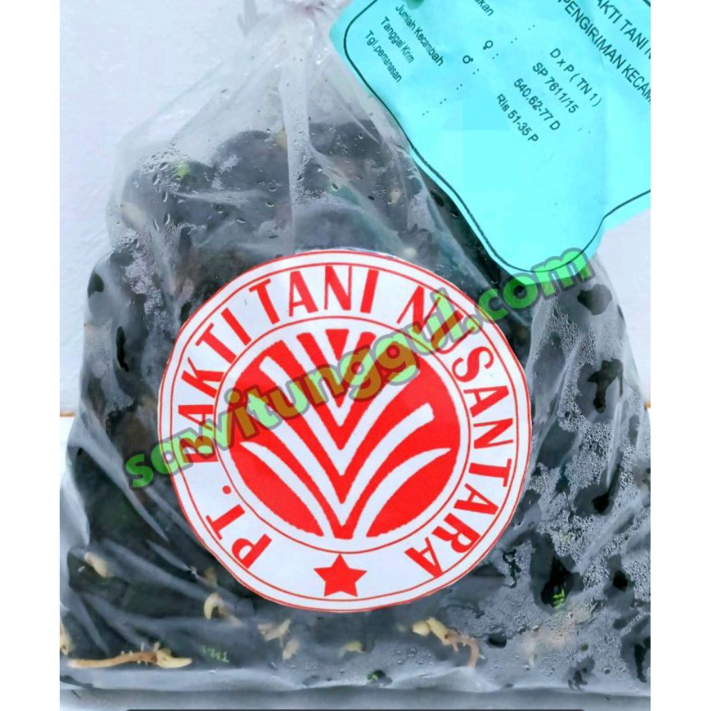 benih unggul kecambah sawit DXP TN 1