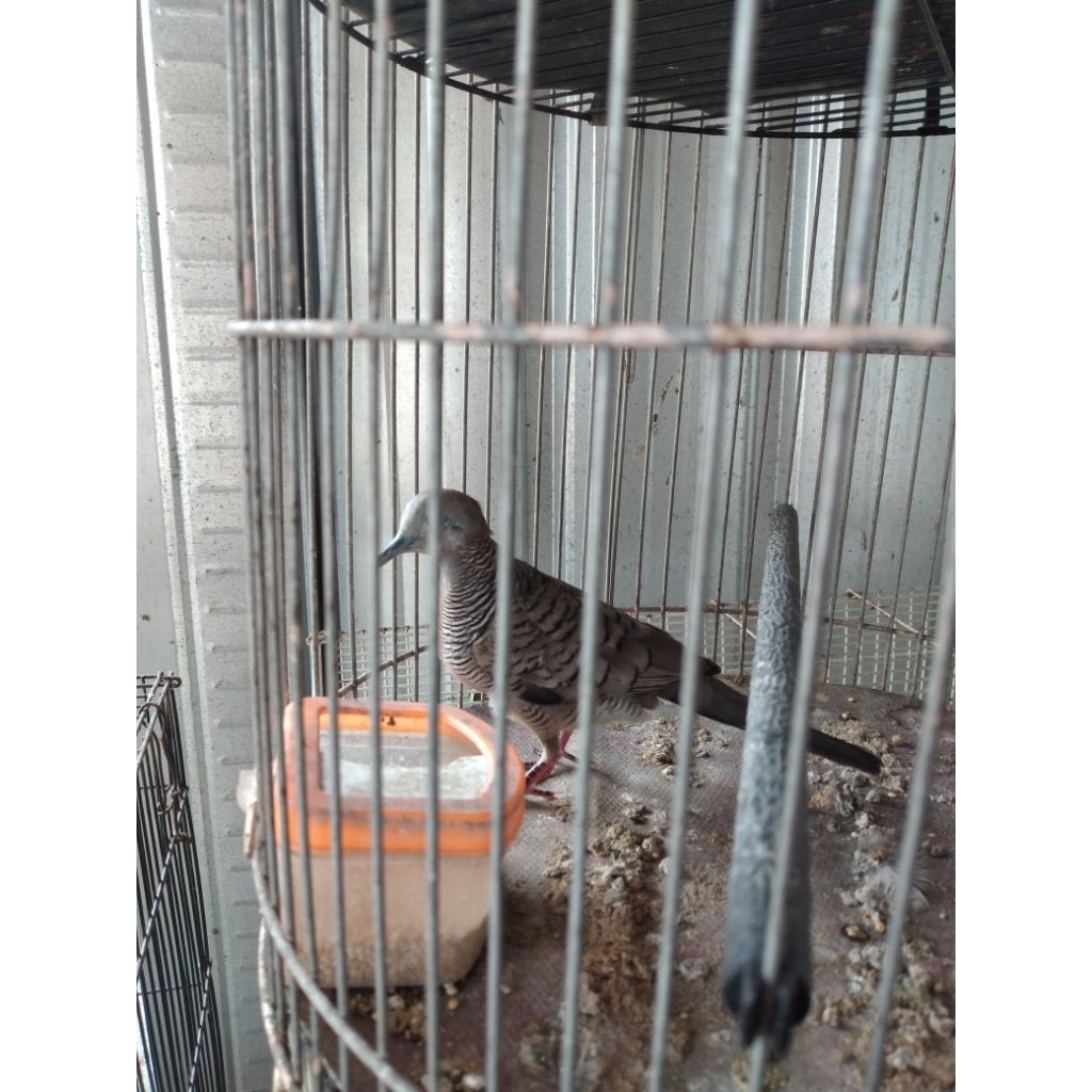 kutut perkutut lokal gacor