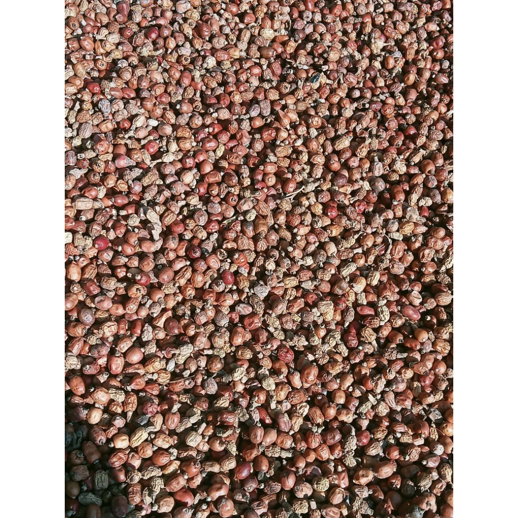 

buah kembang laja / lengkuas 1 kg kering Original