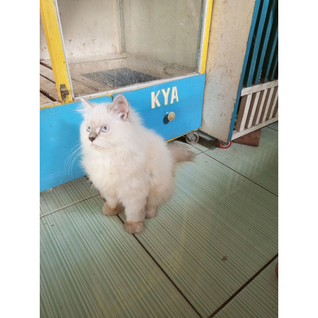 kucing himalaya 3bulan betina