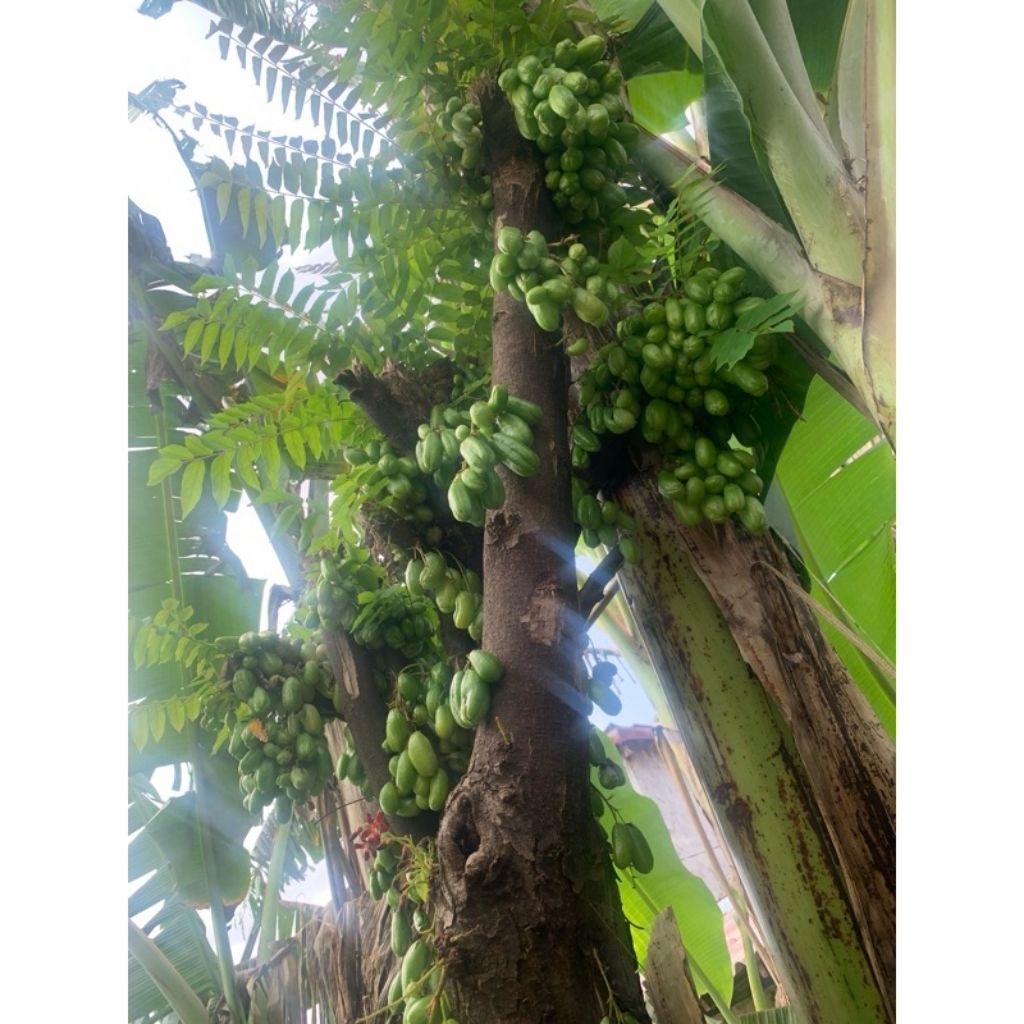 

asem blimbing wuluh,,,buah asem kesehatan untuk masakan