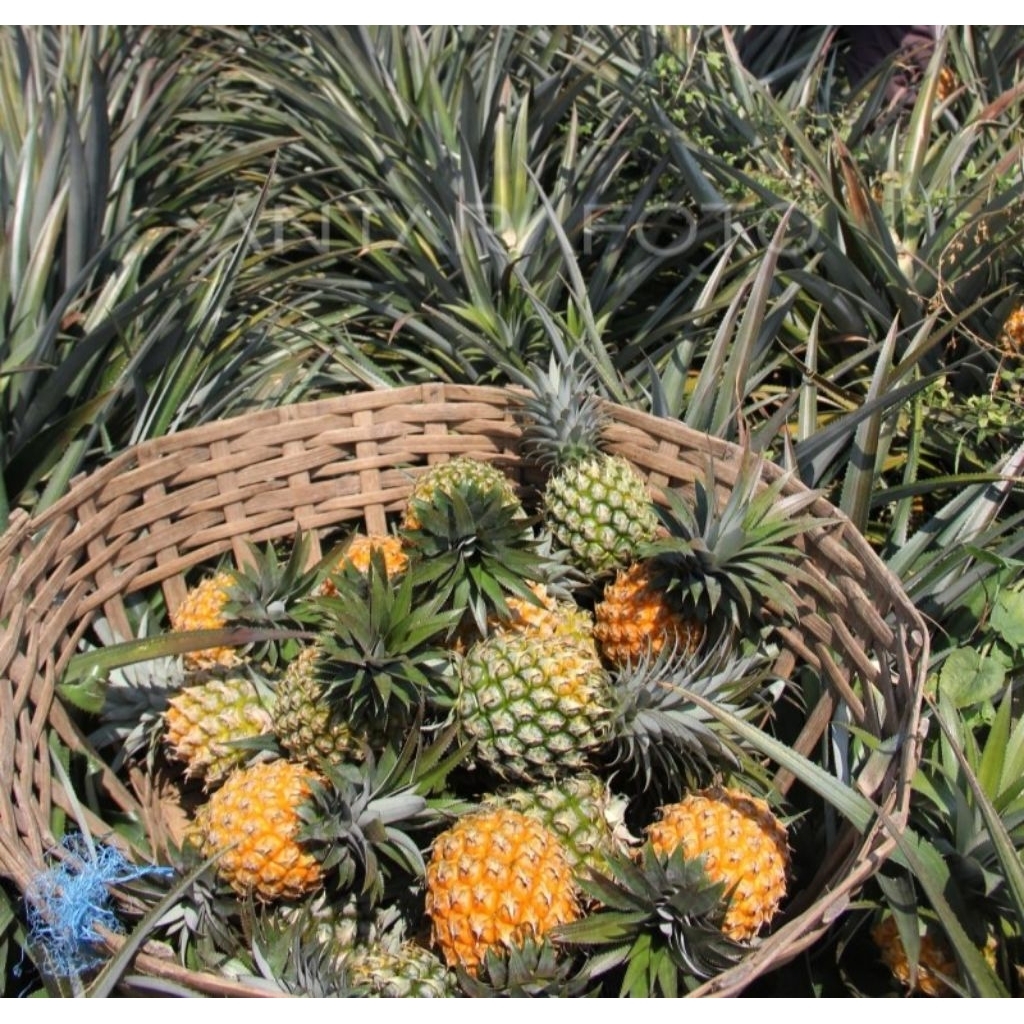 BIBIT NANAS MADU KELUD super premium