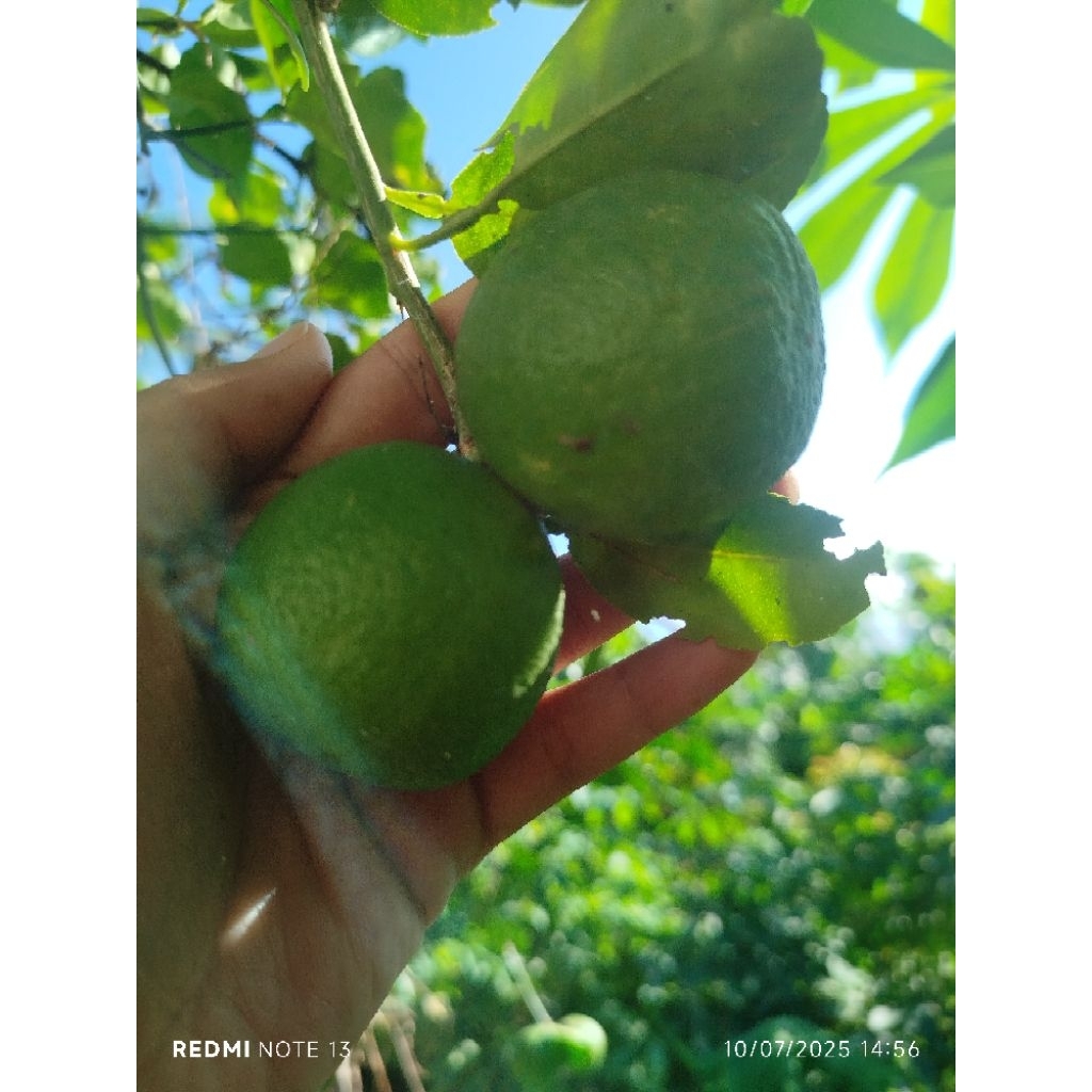 

jeruk nipis segar#jeruk peras#jeruk pecel#jeruk jamu#jeruk nipis#jeruk nipis 1 kg
