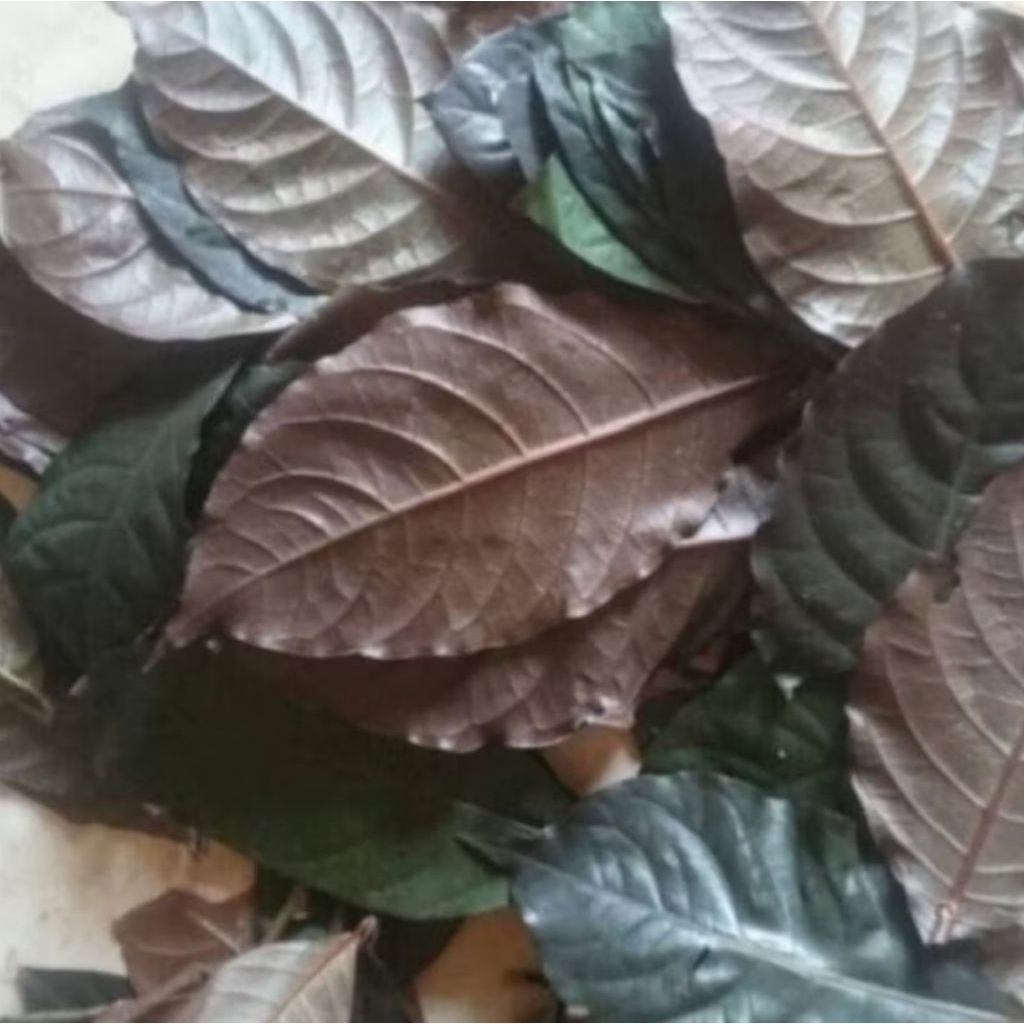 

Jual Daun kopi hitam daun Handeuleum 250 gram