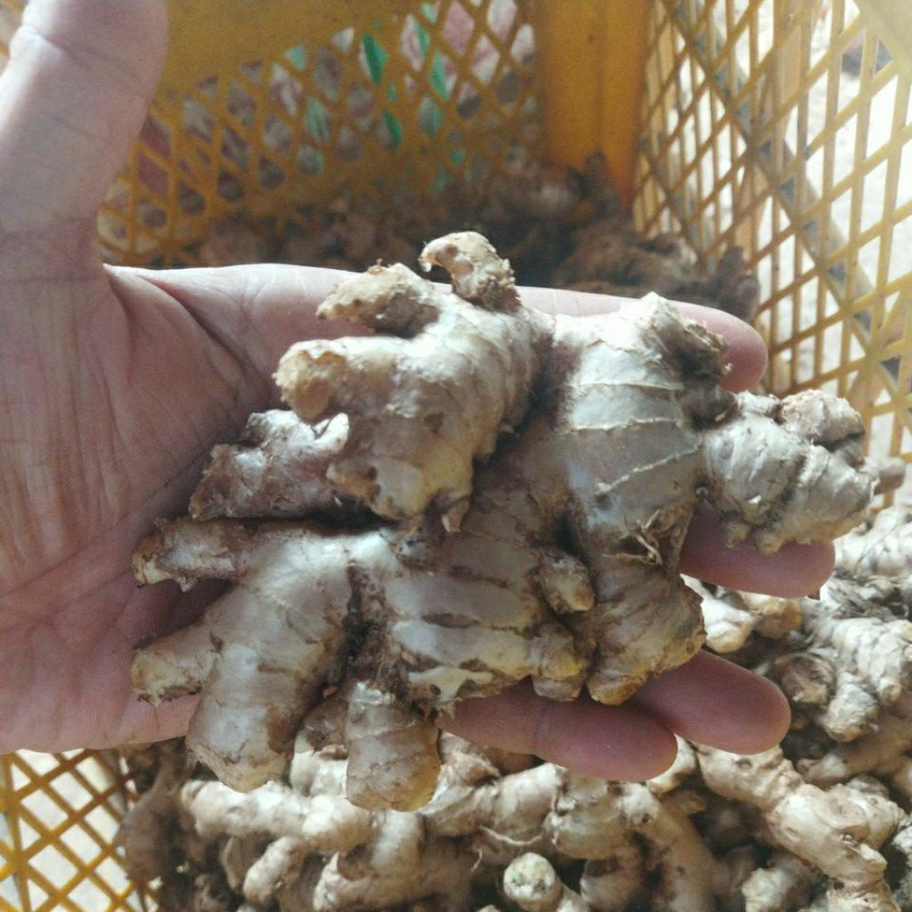 

jahe emprit varietas paris lokal 500grm murah lebih besar pedas jos bisa utk wedang susu jahe