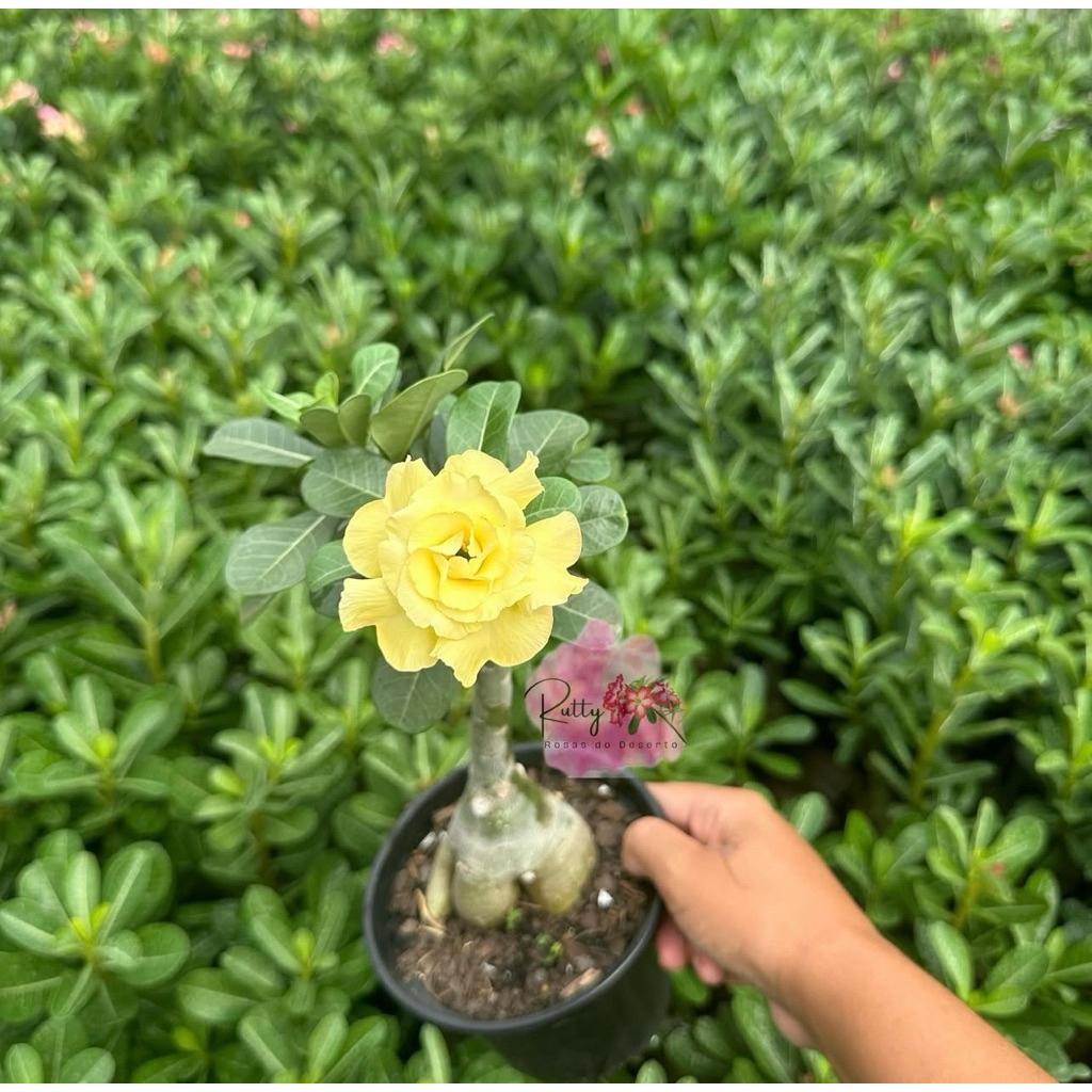 {TERLARIS} ADENIUM BUNGA TUMPUK TANAMAN HIAS HASIL GRAFTINGAN BUNGA TUMPUK WARNA KUNING PART 1