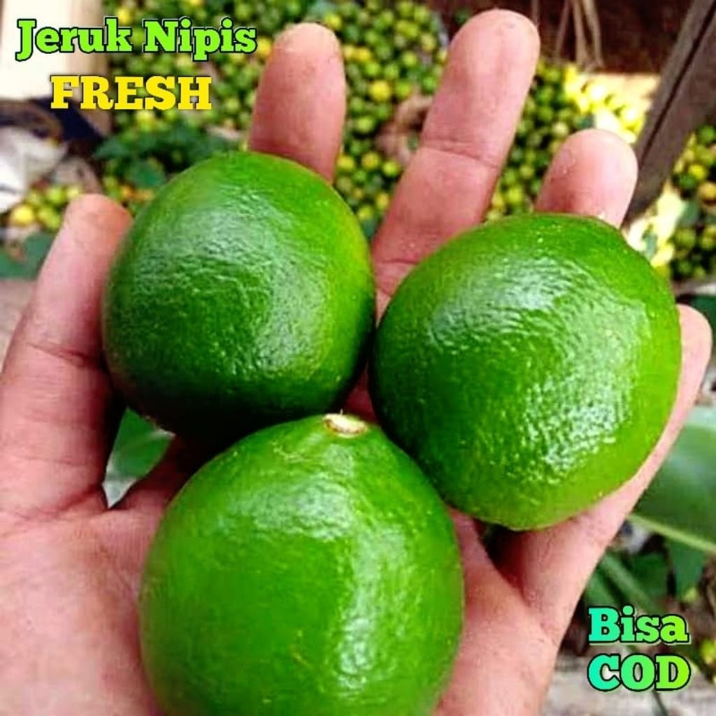 

Jeruk Nipis || Jeruk Pecel 1kg Segar Asem Fresh (Langsung di Petik Saat Mau di kemas)
