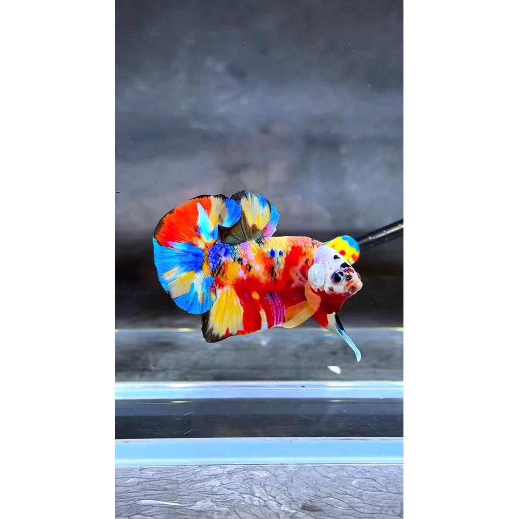 Bahanan ikan  Cupang Multicolor bagus