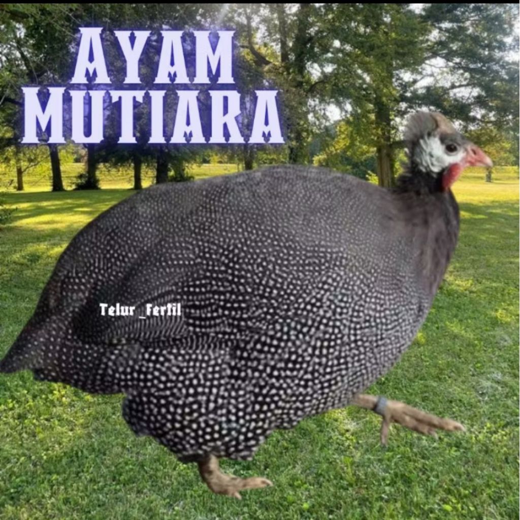 

telur ayam mutiara untuk tetaskan