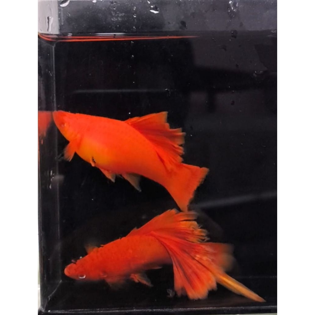 indukan platy red blood HIGH FIN
