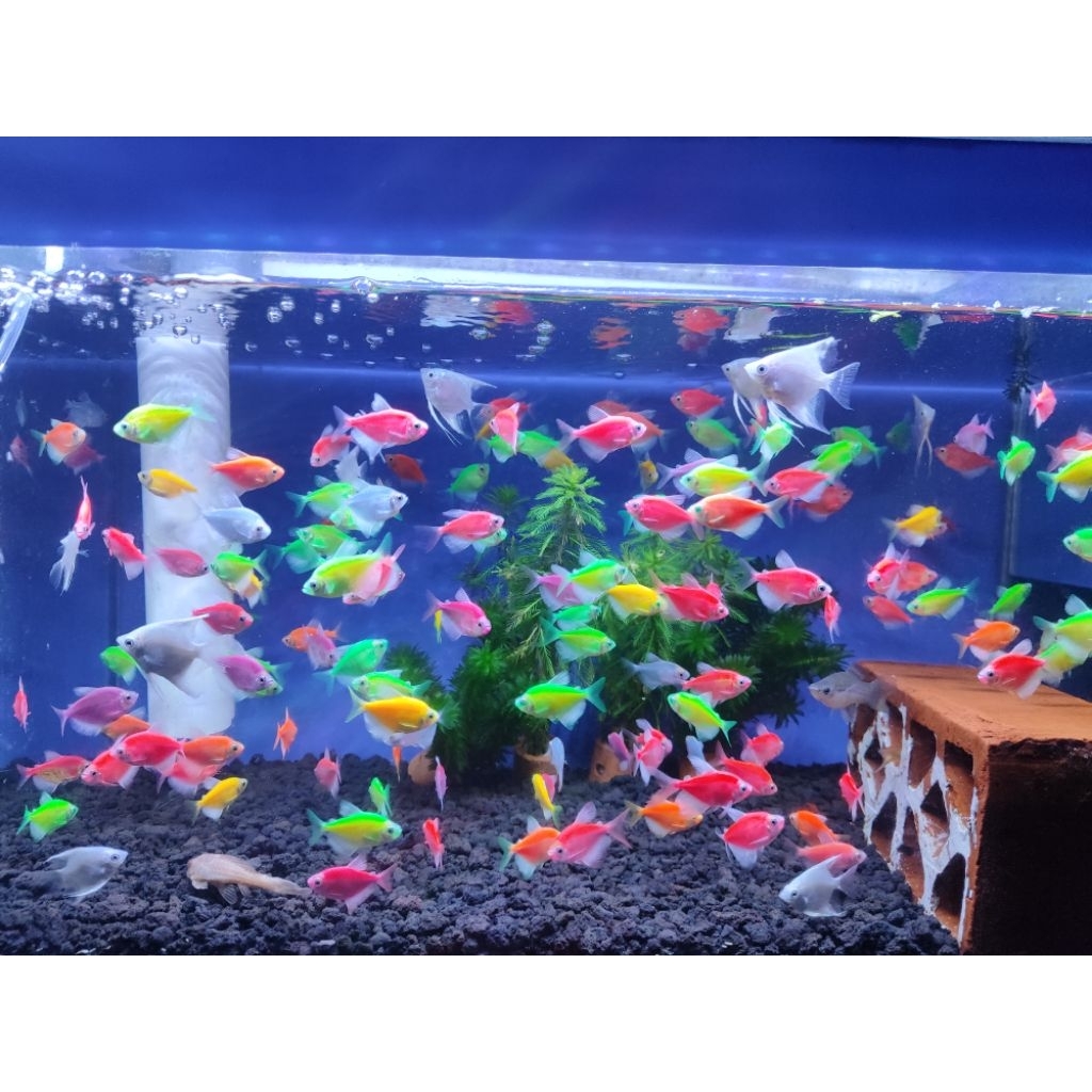 Glowfish ikan hias