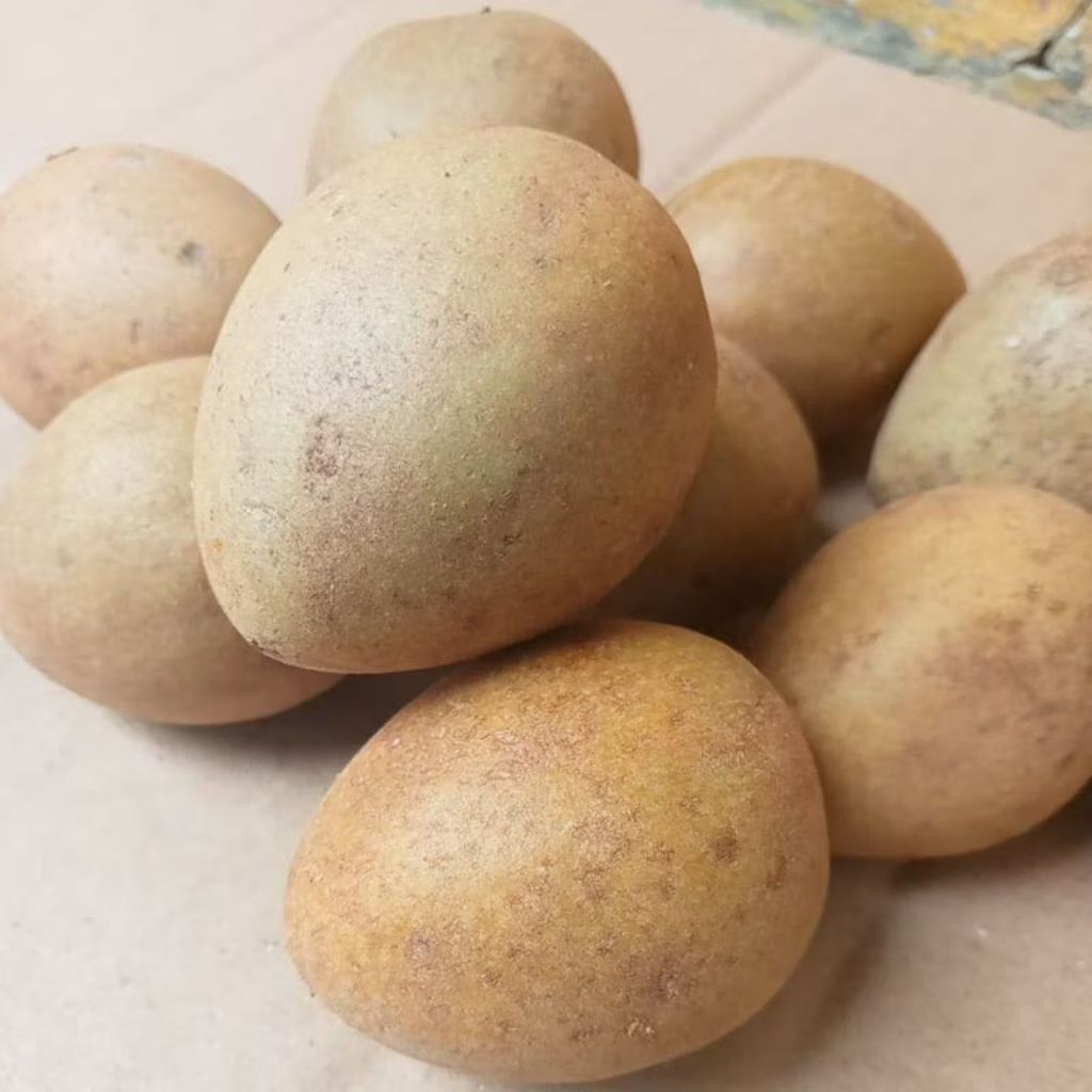 

Buah Sawo Manila Super Manis 1kg Tua Siap Matang