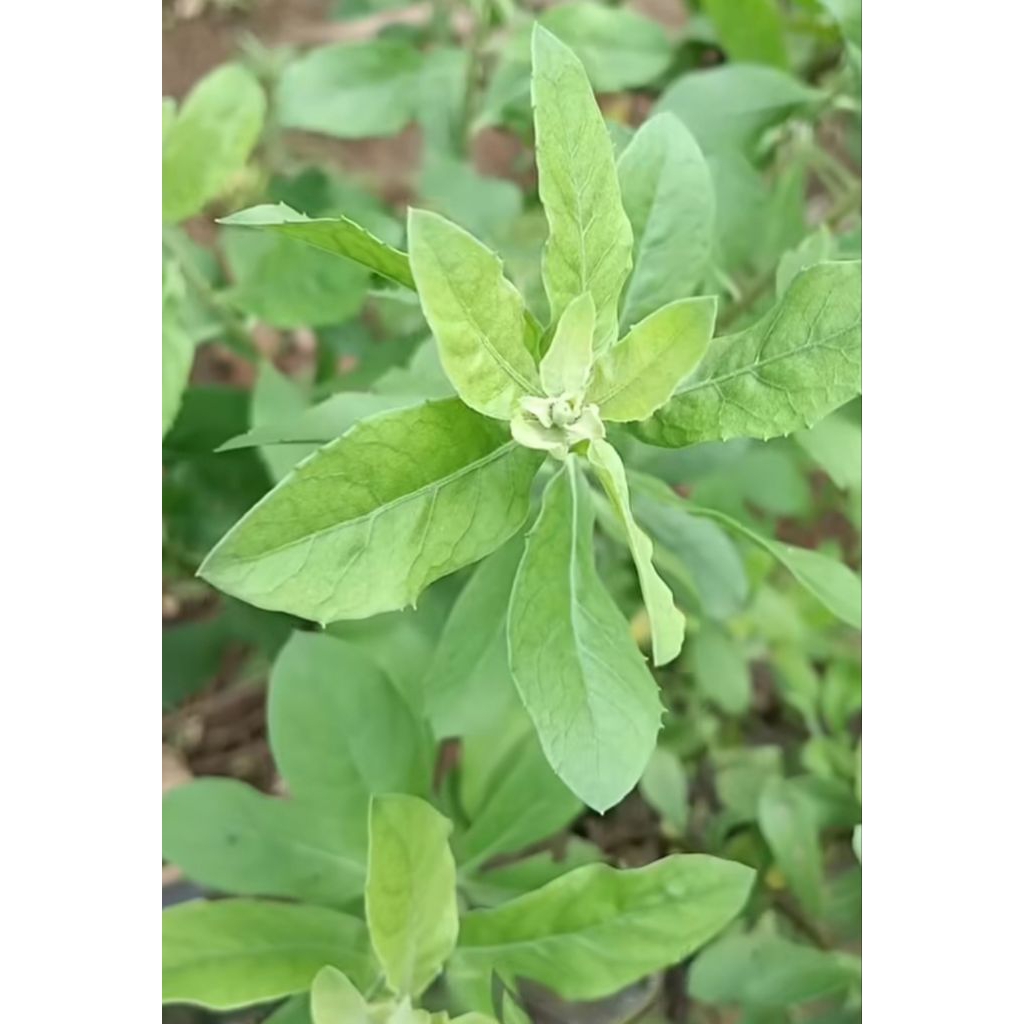 

Tumbuhan beluntas,pluchea indica 500gr