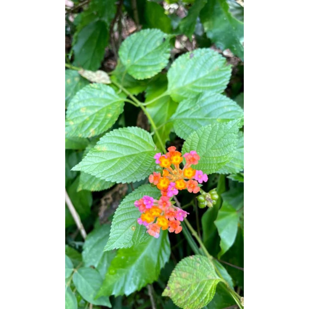 

tumbuhan salira 100gr