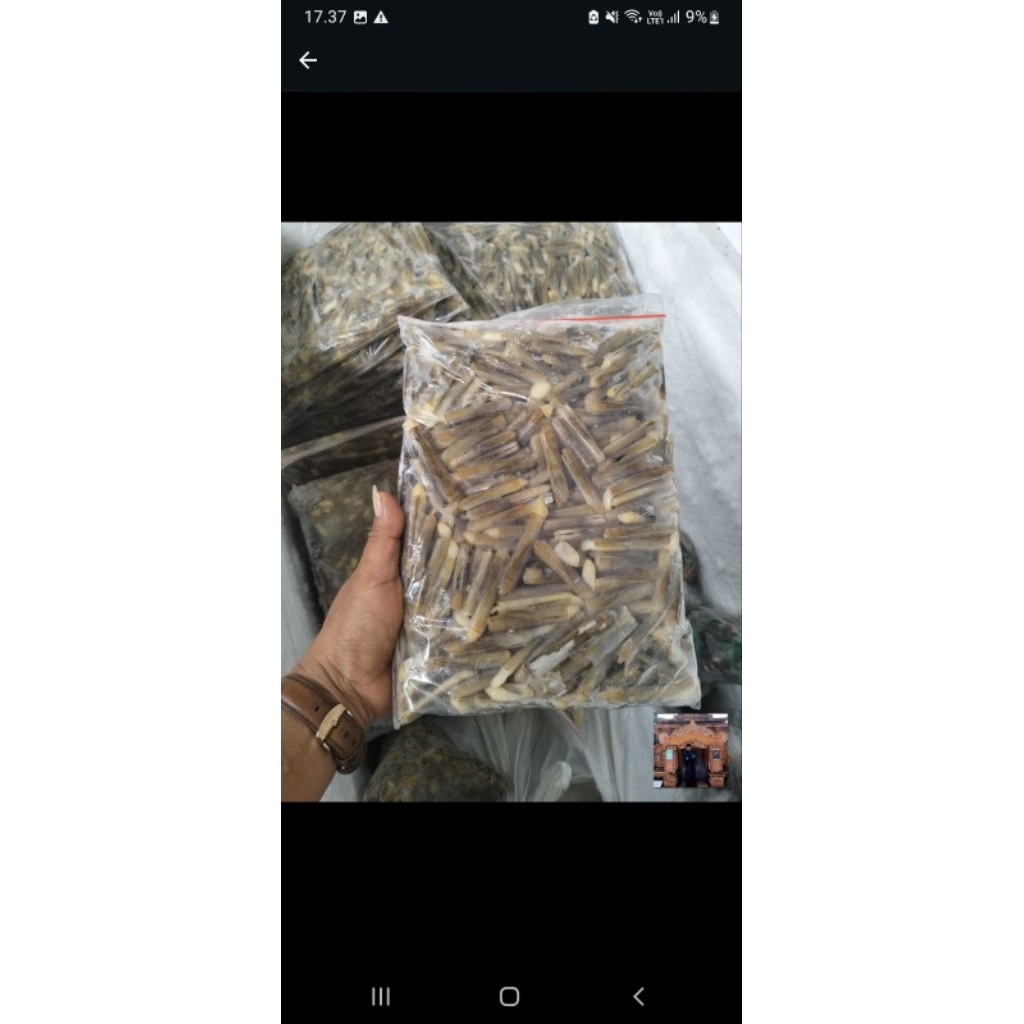 

kerang bambu