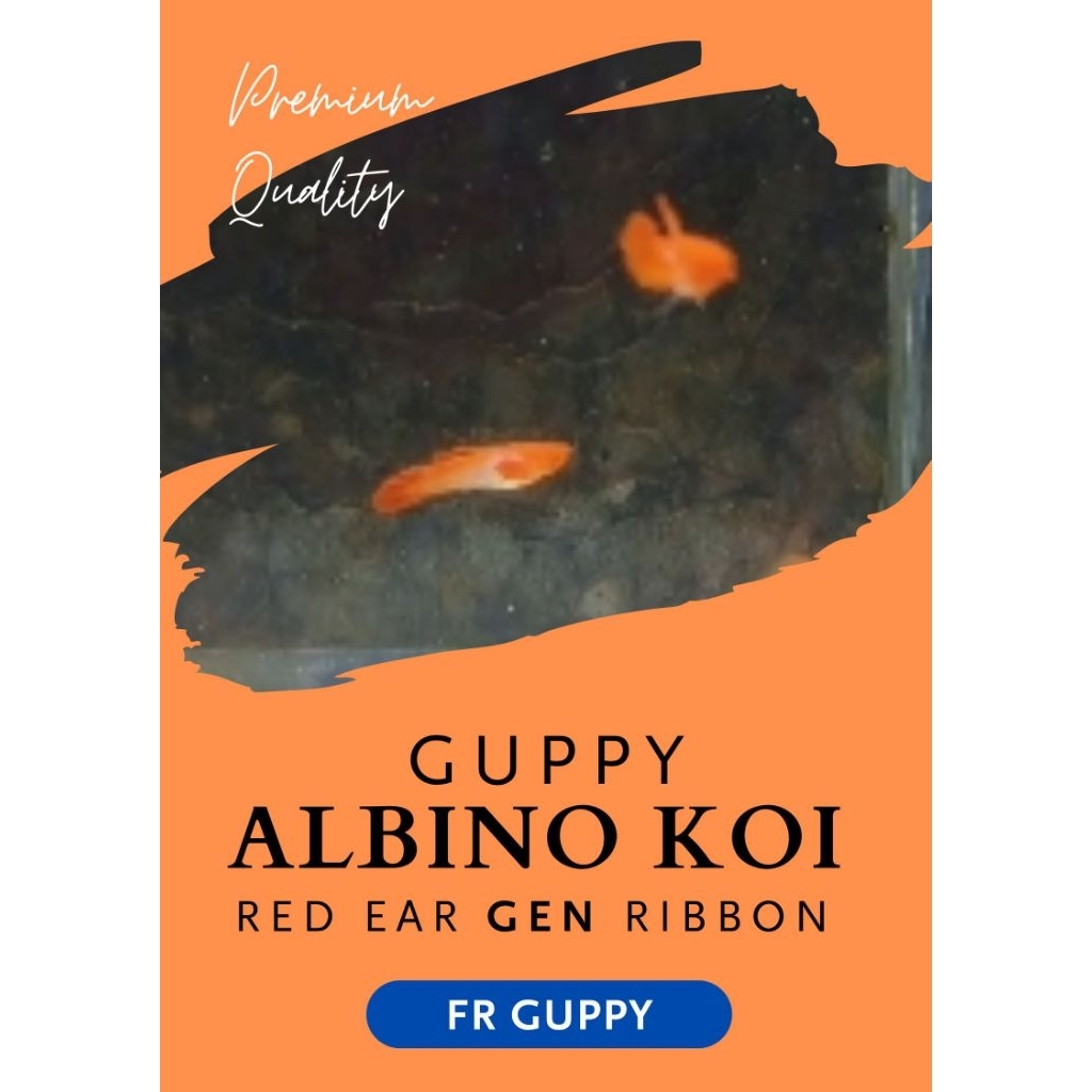 HIASAN AKUARIUM TRIO ALBINO KOI RED EAR GEN RIBBON